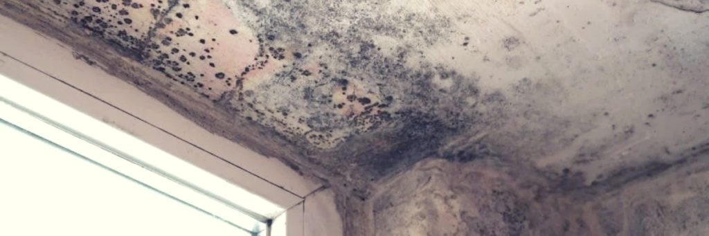 Investigating the Timeliness of Mold Growth from a Leaking Roof