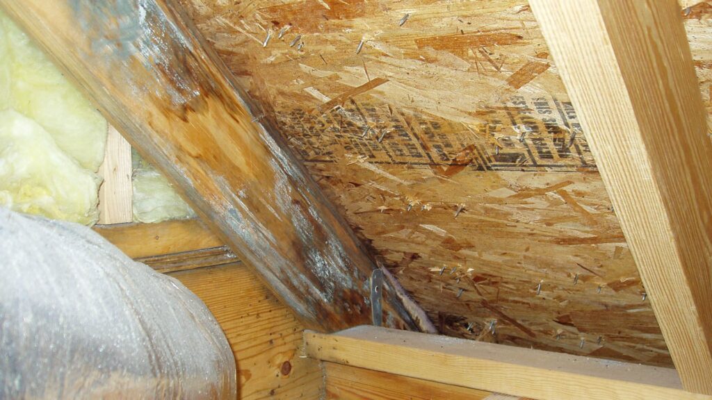 Protecting your home from mold due to a leaky roof