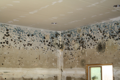 Signs of mold growth due to a leaky roof